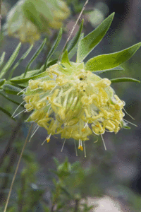 flower001