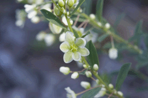 flower002