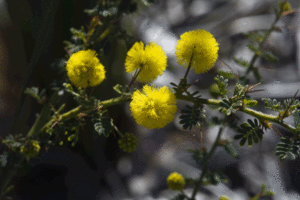 flower003