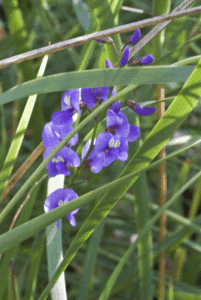 flower004